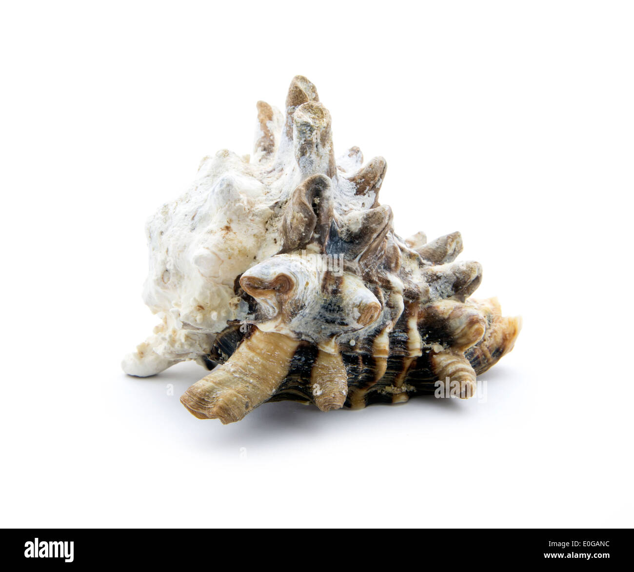 old sea shell isolated on white background Stock Photo Alamy