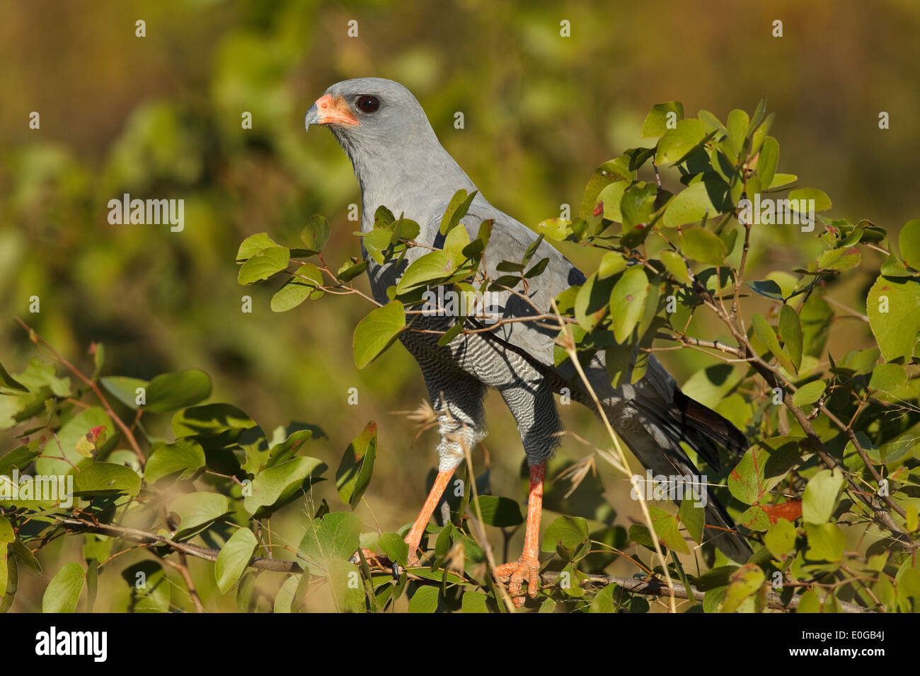 Dark Chanting Goshawk (Melierax metabates ssp. mechowi) perched on a twig with leaves Stock Photo