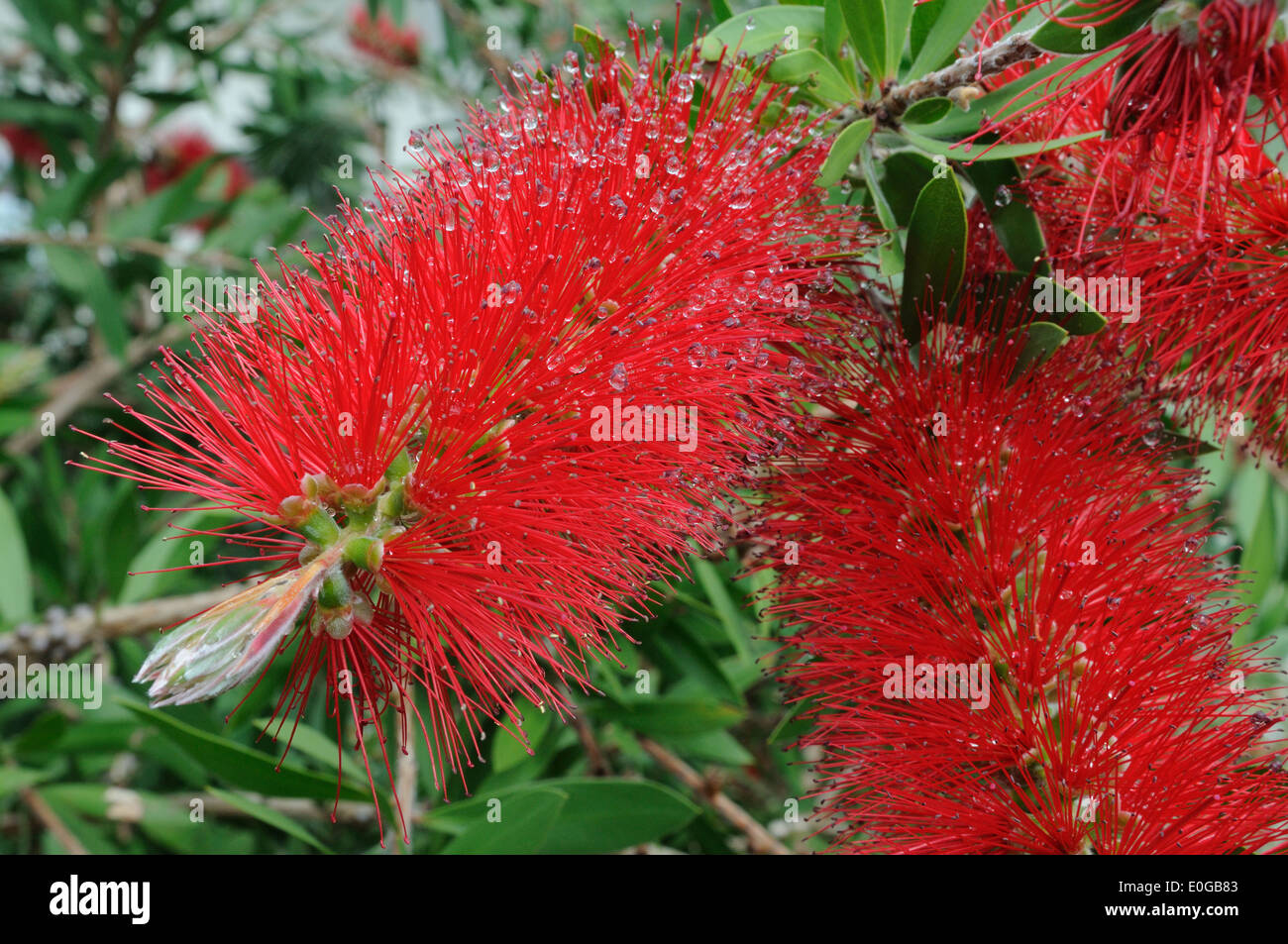 Droplets of water on Red Bottle bush flowers Stock Photo
