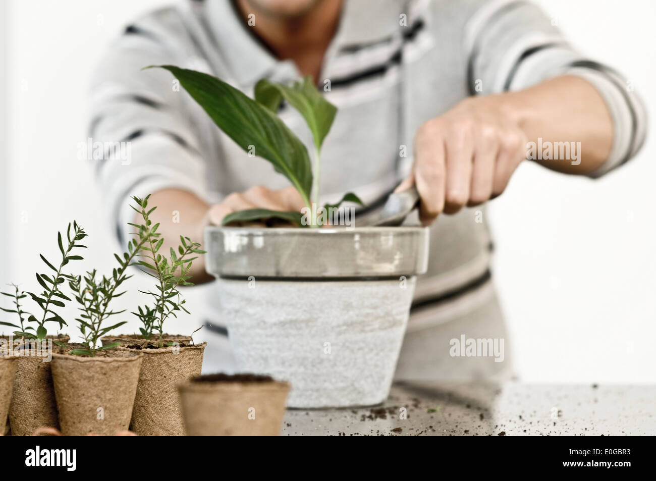 Man potting a houseplant Stock Photo Alamy