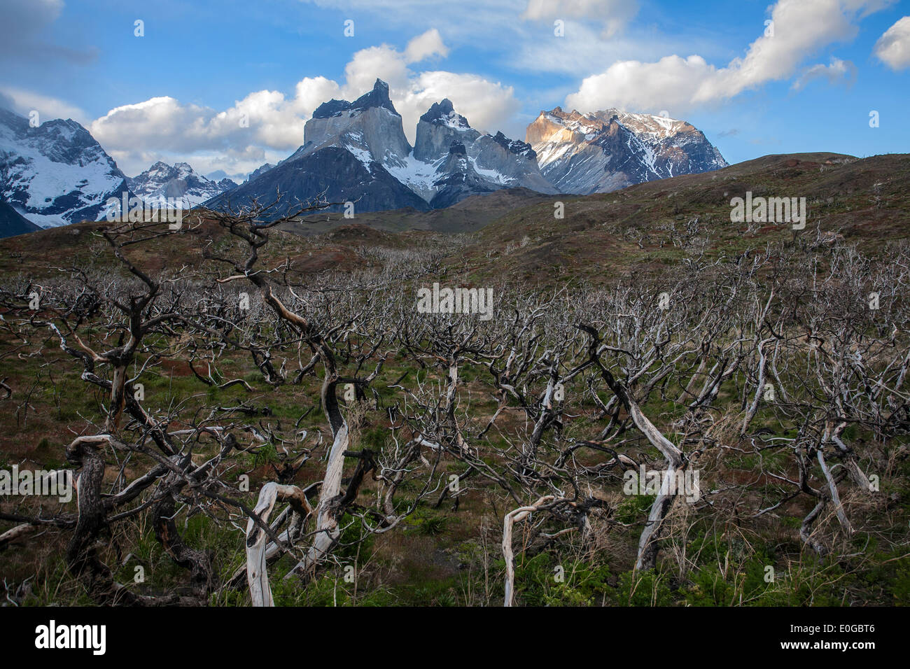 Los Incendios de 2005 y 2011 en el Parque Nacional Torres del Paine desde  cerca, image size:1300x956