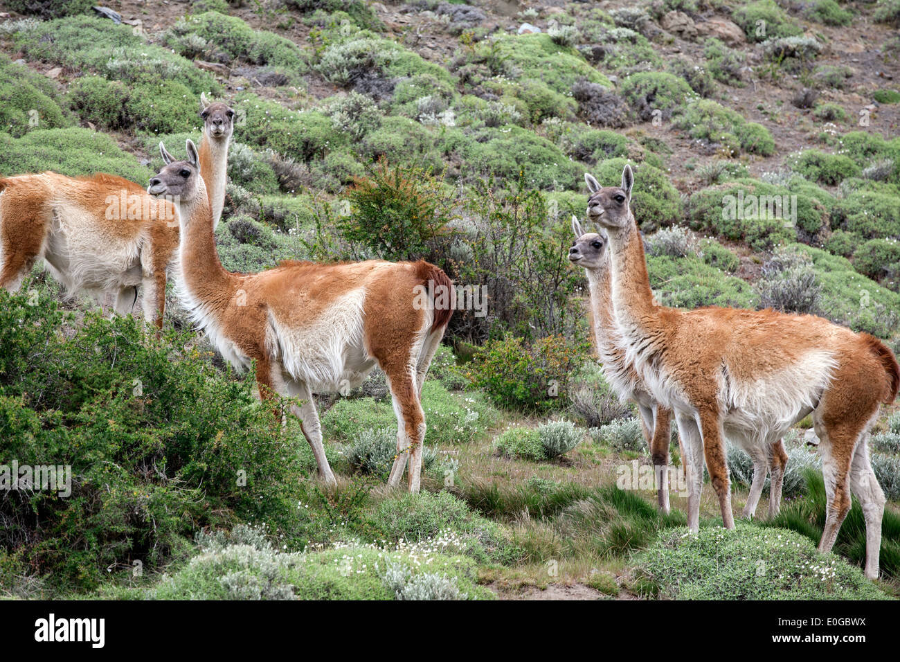 Guanacos (Lama guanicoe). Torres del Paine National Park. Patagonia. Chile Stock Photo