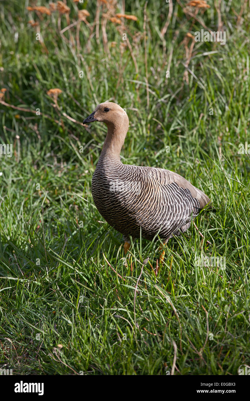 Patagonia goose shop