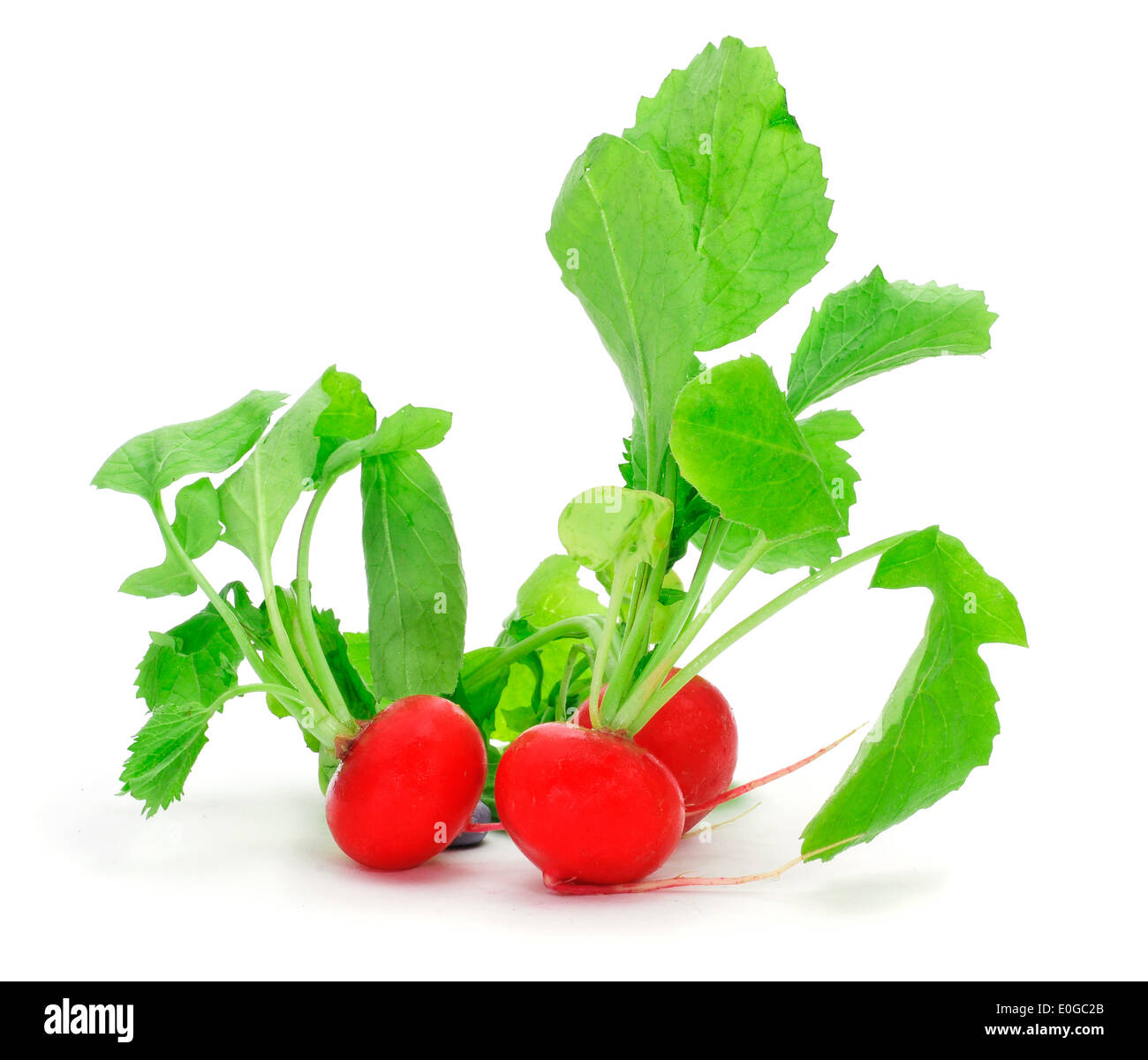 closeup of some radishes on a white background Stock Photo