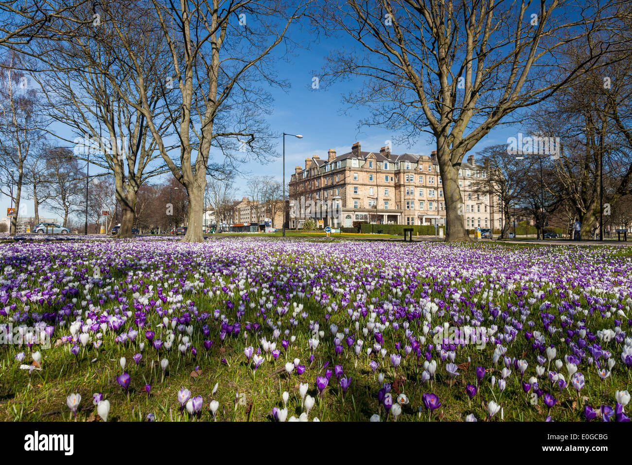 spring flowers in Harrogate Stock Photo Alamy