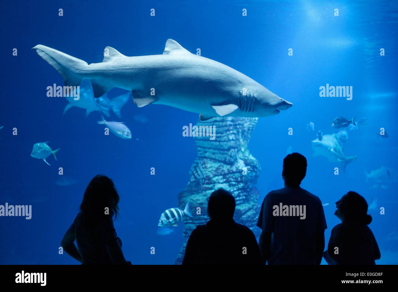 Shark tank, L Oceanografic, the largest aquarium in Europe, Province Valencia, Valencia, Spain Stock Photo