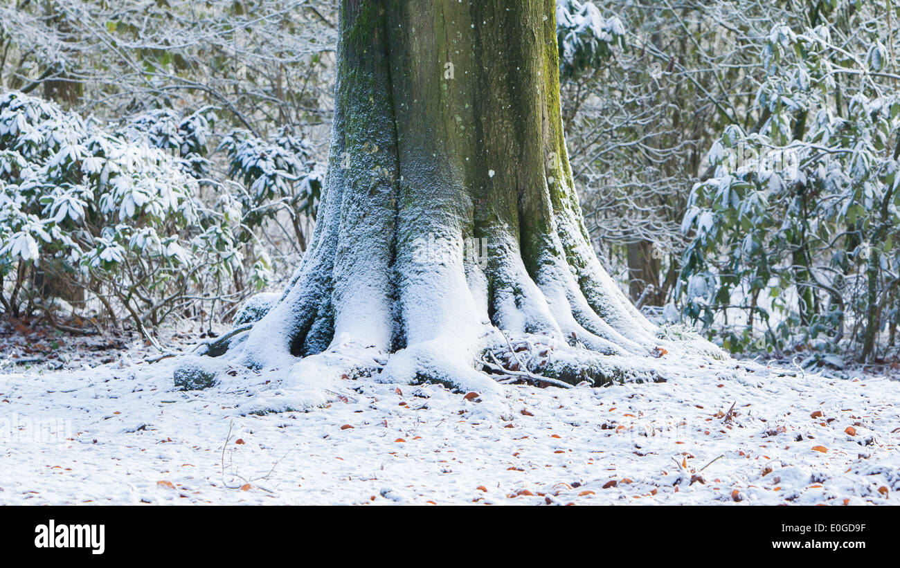 Roots of an old tree covered in snow Stock Photo - Alamy