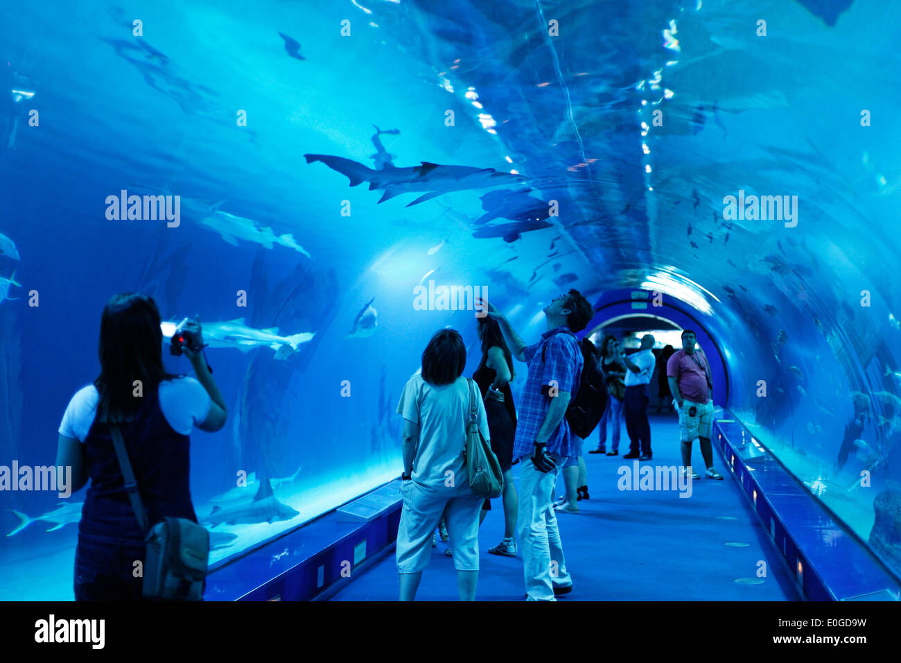 Shark tank, L' Oceanografic, the largest aquarium in Europe, Province Valencia, Valencia, Spain Stock Photo