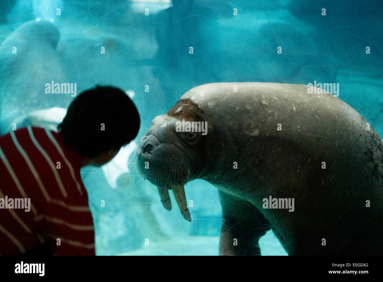 Walrus, L Oceanografic, the largest aquarium in Europe, Province Valencia, Valencia, Spain Stock Photo