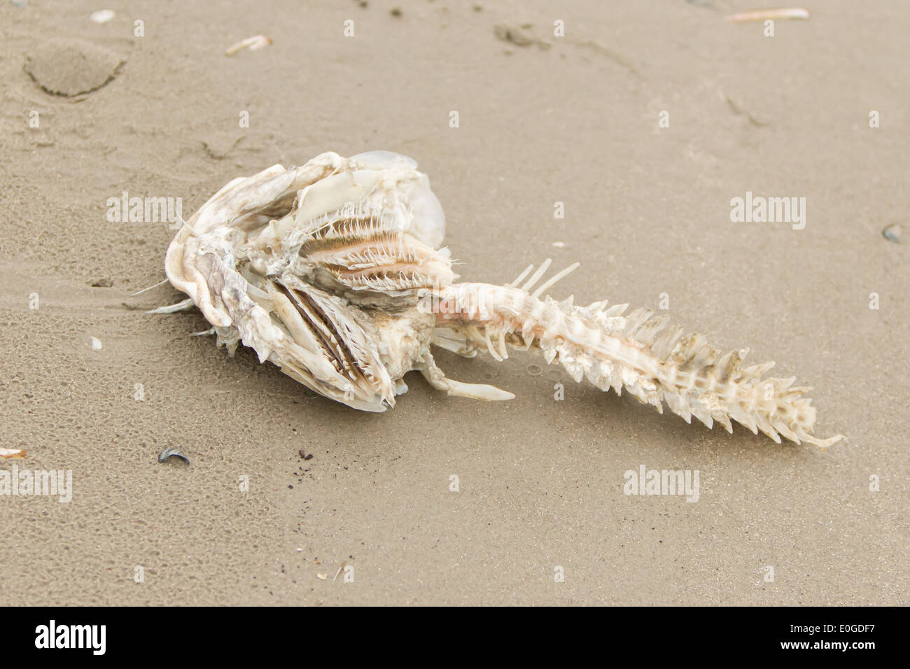 dead fish carcass washed ashore on beach with mostly fish bones left Stock Photo Alamy
