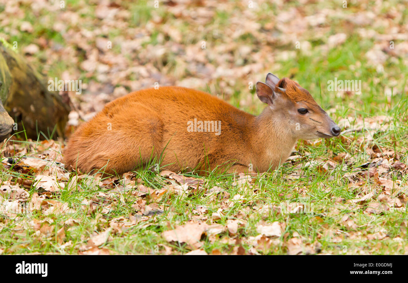 Natal red duiker (Cephalophus natalensis) in a dutch zoo Stock Photo