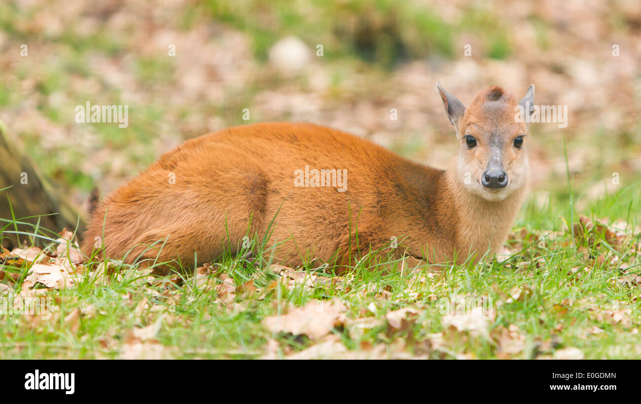 Natal red duiker (Cephalophus natalensis) in a dutch zoo Stock Photo