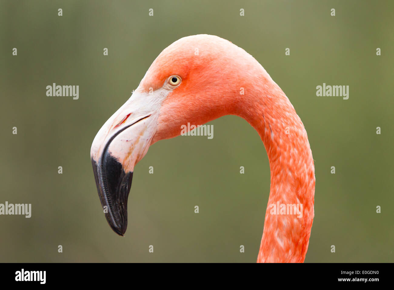 Closeup shot of pink flamingo on green background Stock Photo