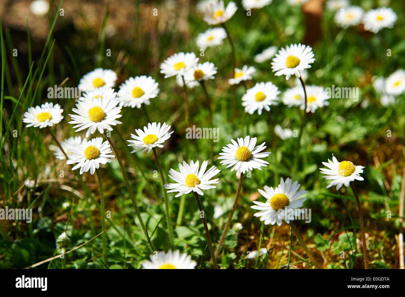 Daisy (Bellis perennis) in Spring Sunlight. Stock Photo