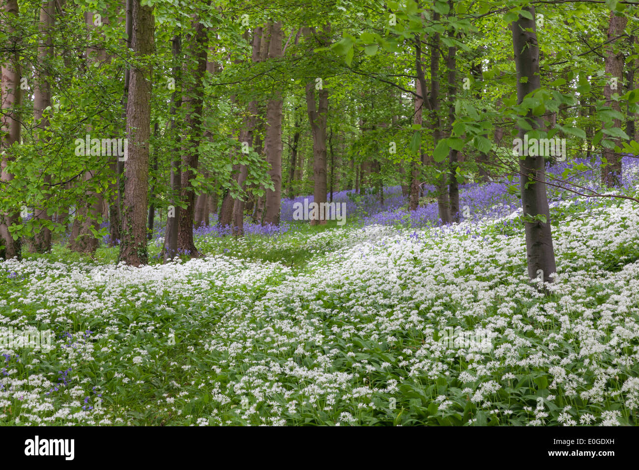 Garlic Flowers High Resolution Stock Photography And Images Alamy