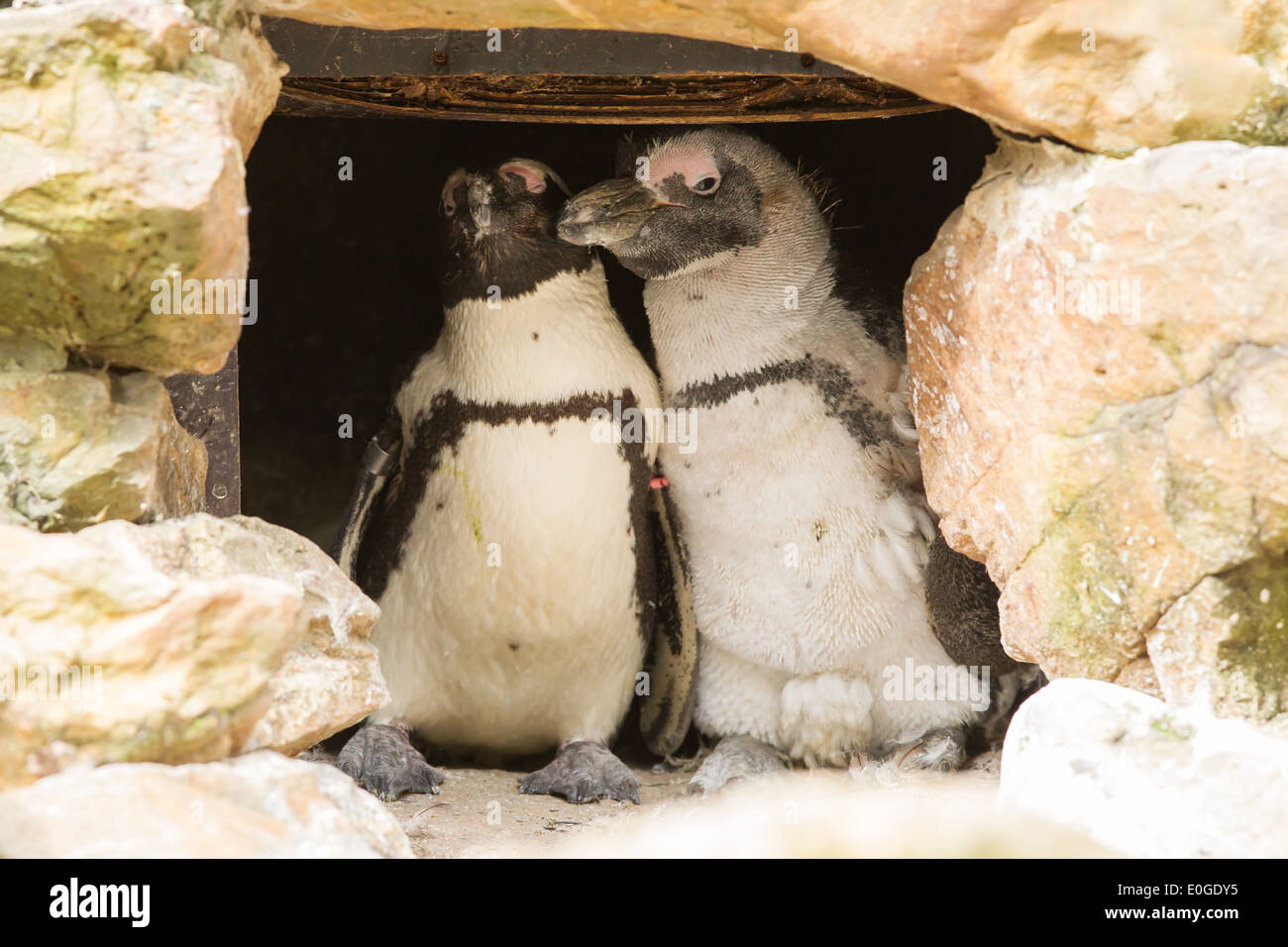 African penguins in it's nest in a zoo Stock Photo