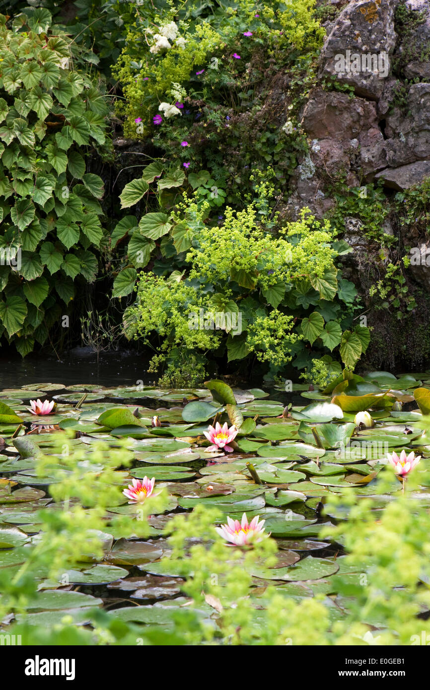 Pond with water lilies at Andre Hellers' Garden, Giardino Botanico, Gardone Riviera, Lake Garda, Lombardy, Italy, Europe Stock Photo