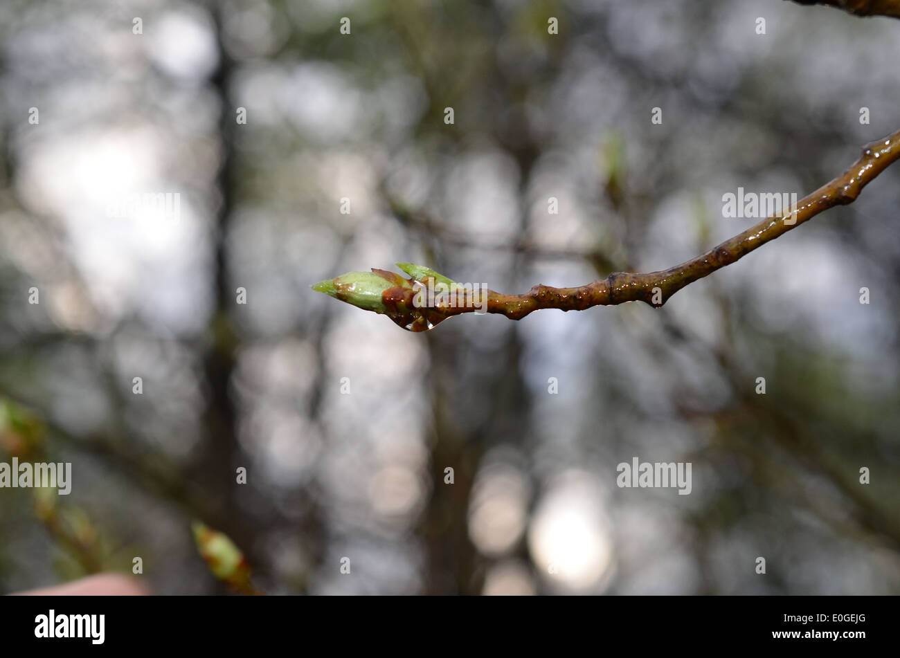 drop of water on apple bud Stock Photo Alamy