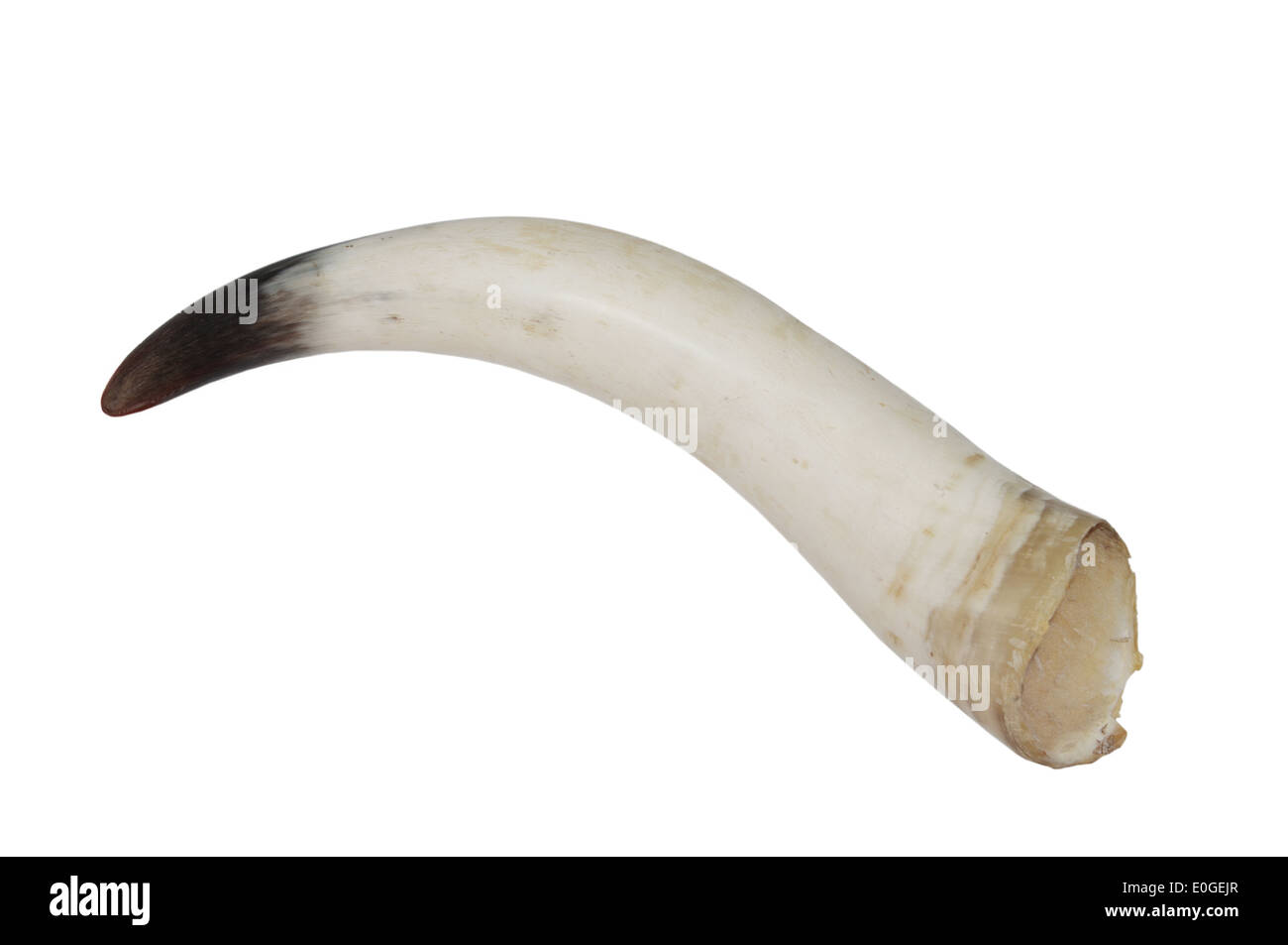 bull's horn on white background Stock Photo - Alamy