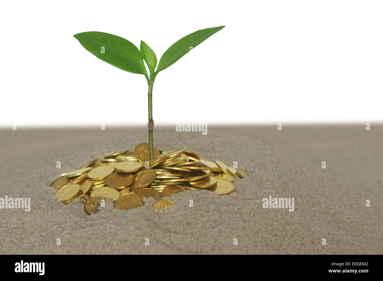 green plant and coin on sand Stock Photo
