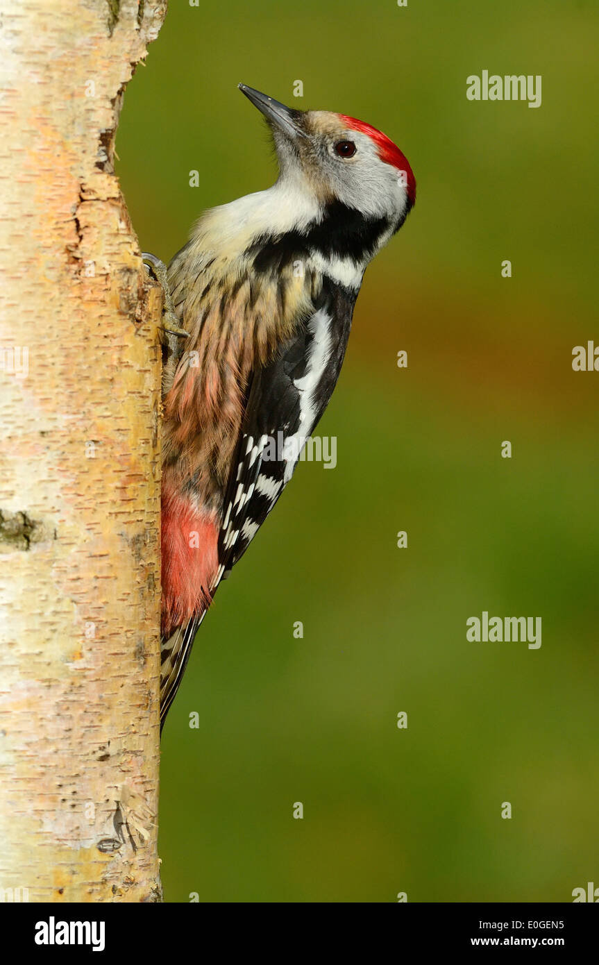 Mittelspecht (Dendrocopos medius, Picoides medius) Middle-spotted Woodpecker • Ostalbkreis, Baden-Württemberg, Deutschland Stock Photo