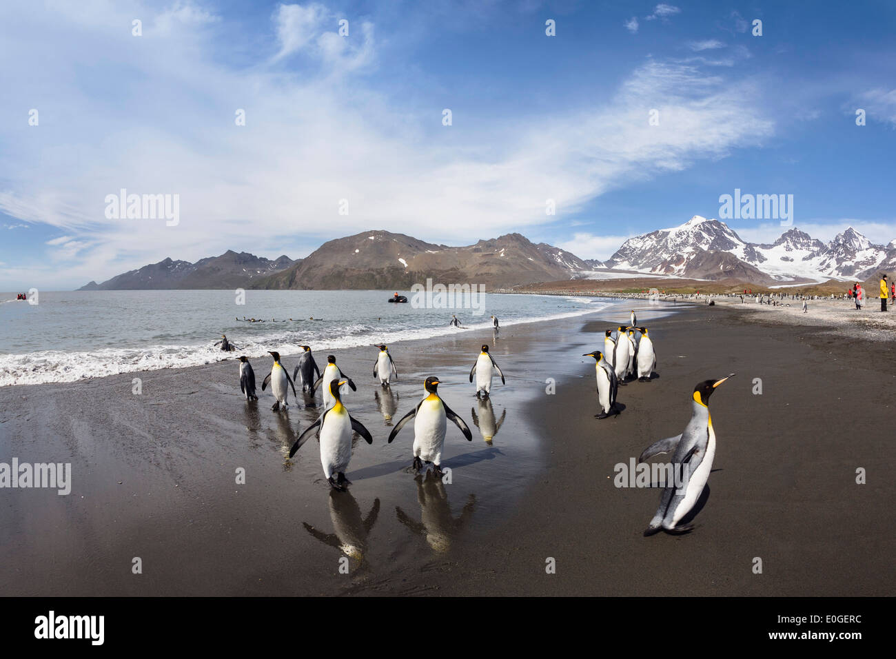 King Penguins, Aptenodytes patagonicus, St Andrews Bay, South Georgia, Antarctica Stock Photo
