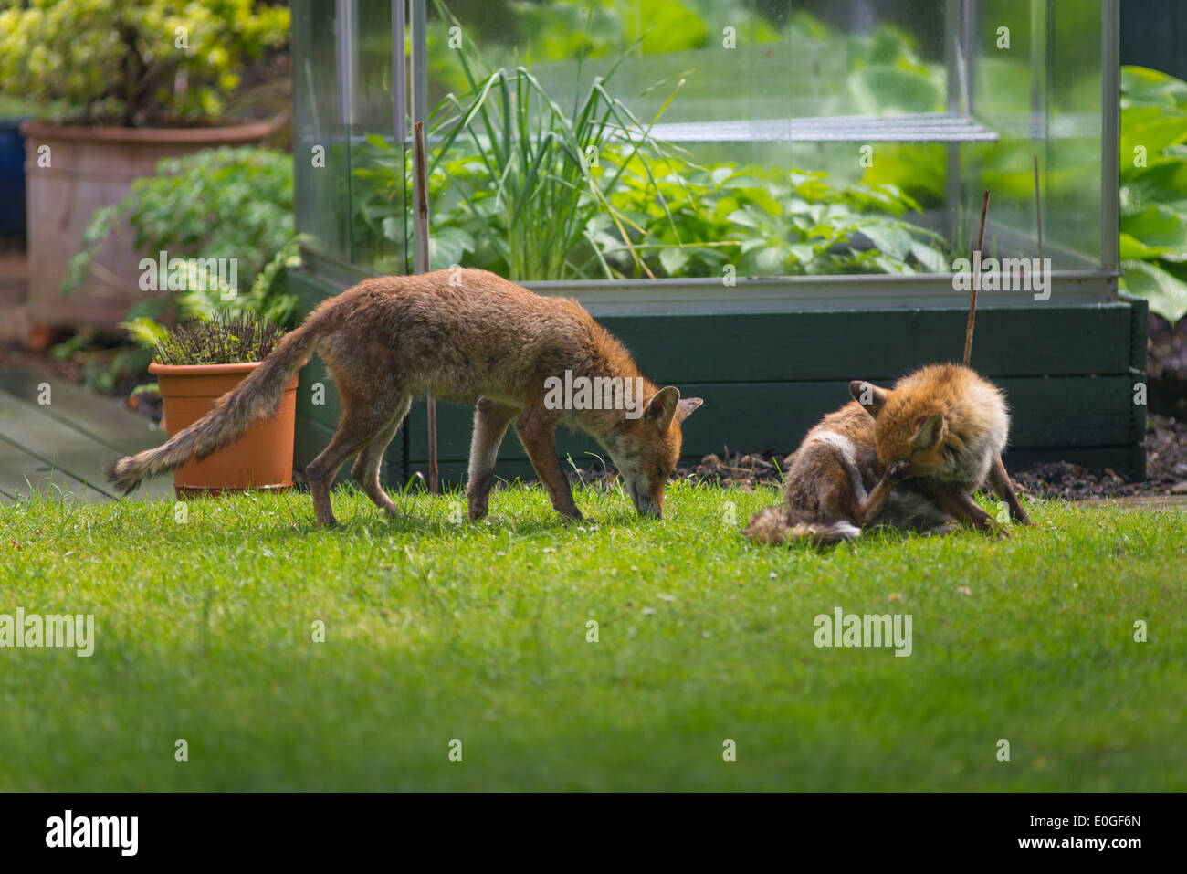 Two Red Foxes, Vulpes vulpes, on garden lawn with vegetable frame in the background Stock Photo