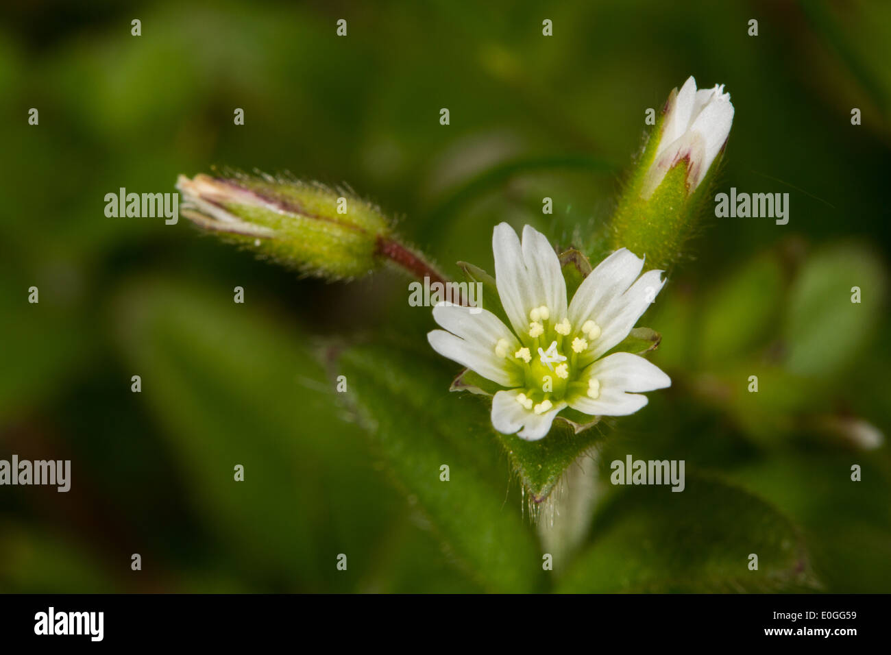 Common Mouse-ear (Cerastium fontanum) Stock Photo