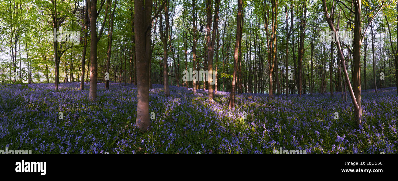 Dawn and spring sunshine sparkles life into an ancient chestnut beech woodland with a forest floor of bluebells Stock Photo