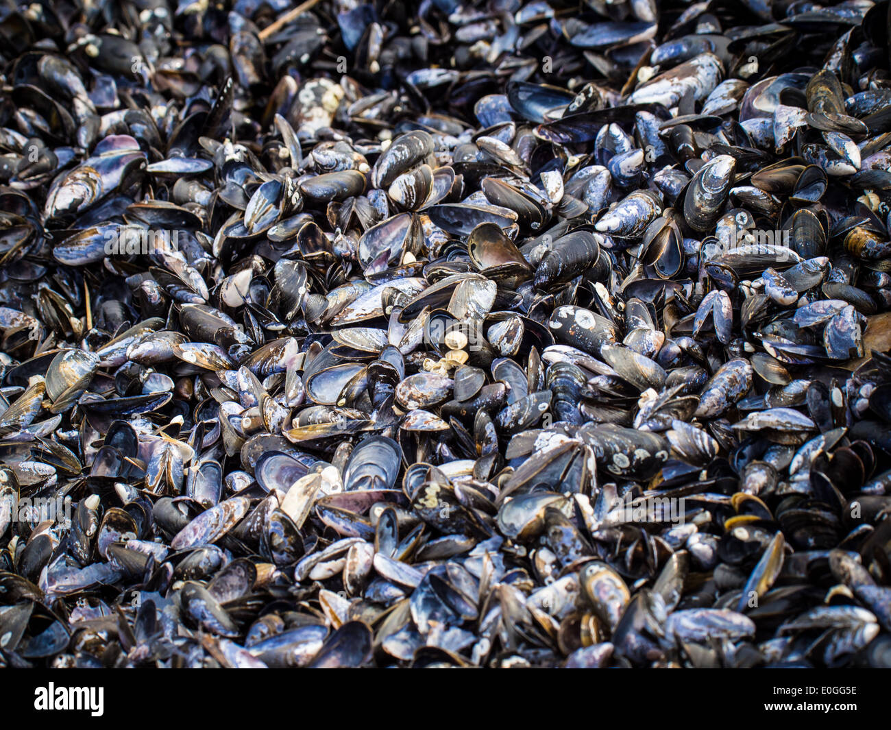 A pile of mussels Stock Photo