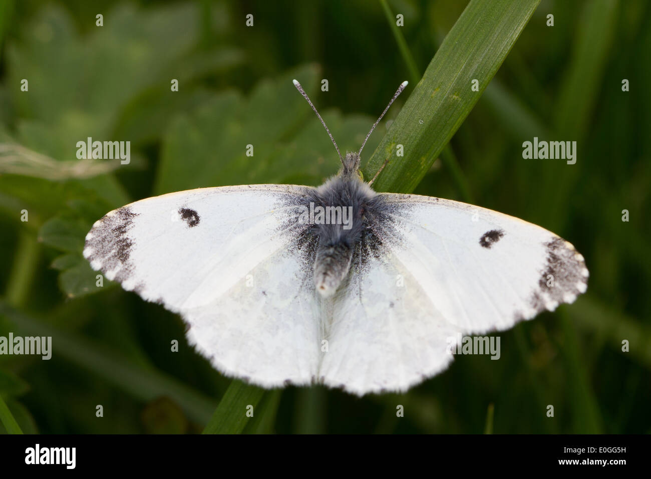 female Orange-tip (Anthocharis cardamines) Stock Photo