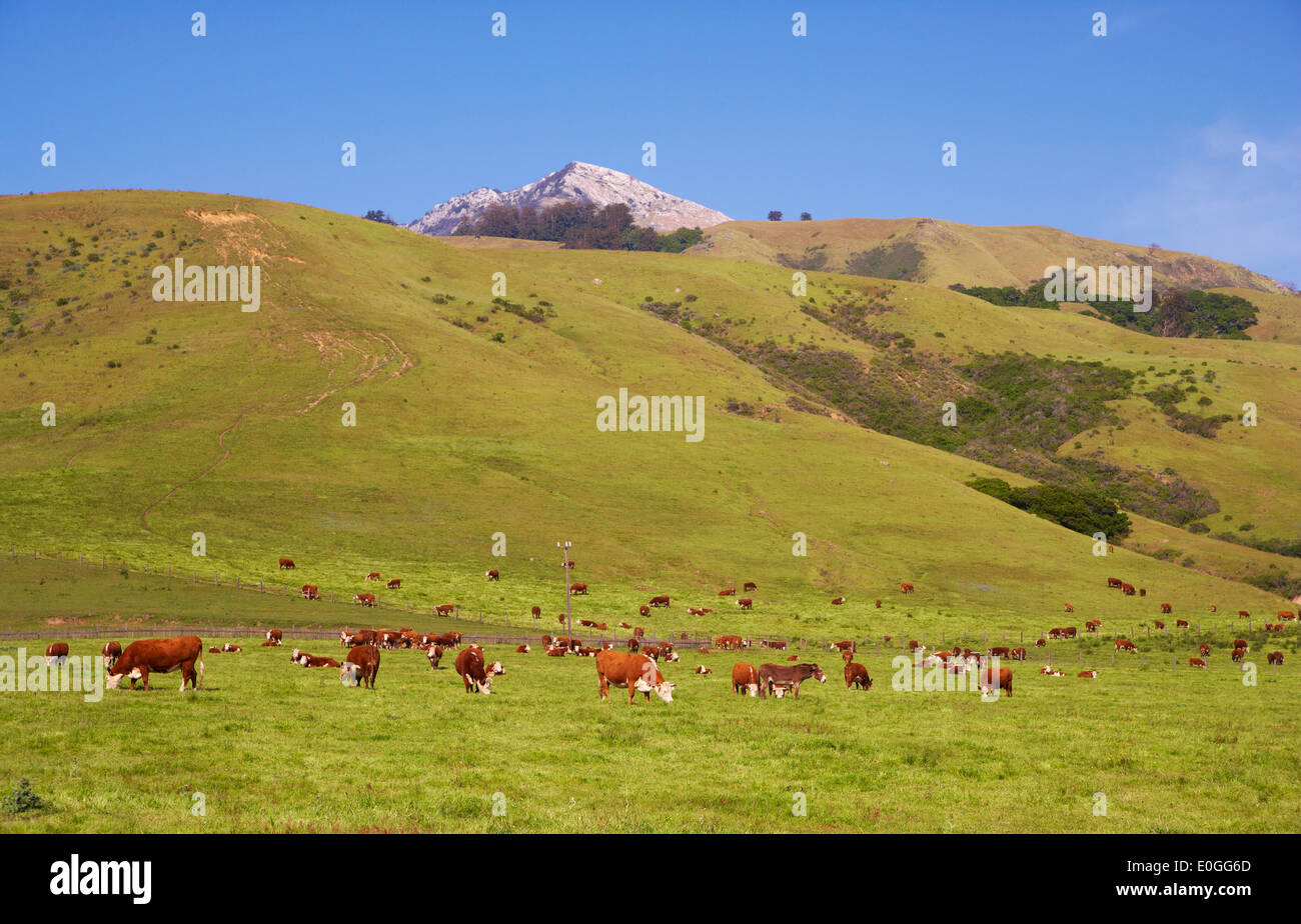 Cows out at feed, cattle farm near Big Sur, Pacific coast, Highway 1, California, USA, America Stock Photo