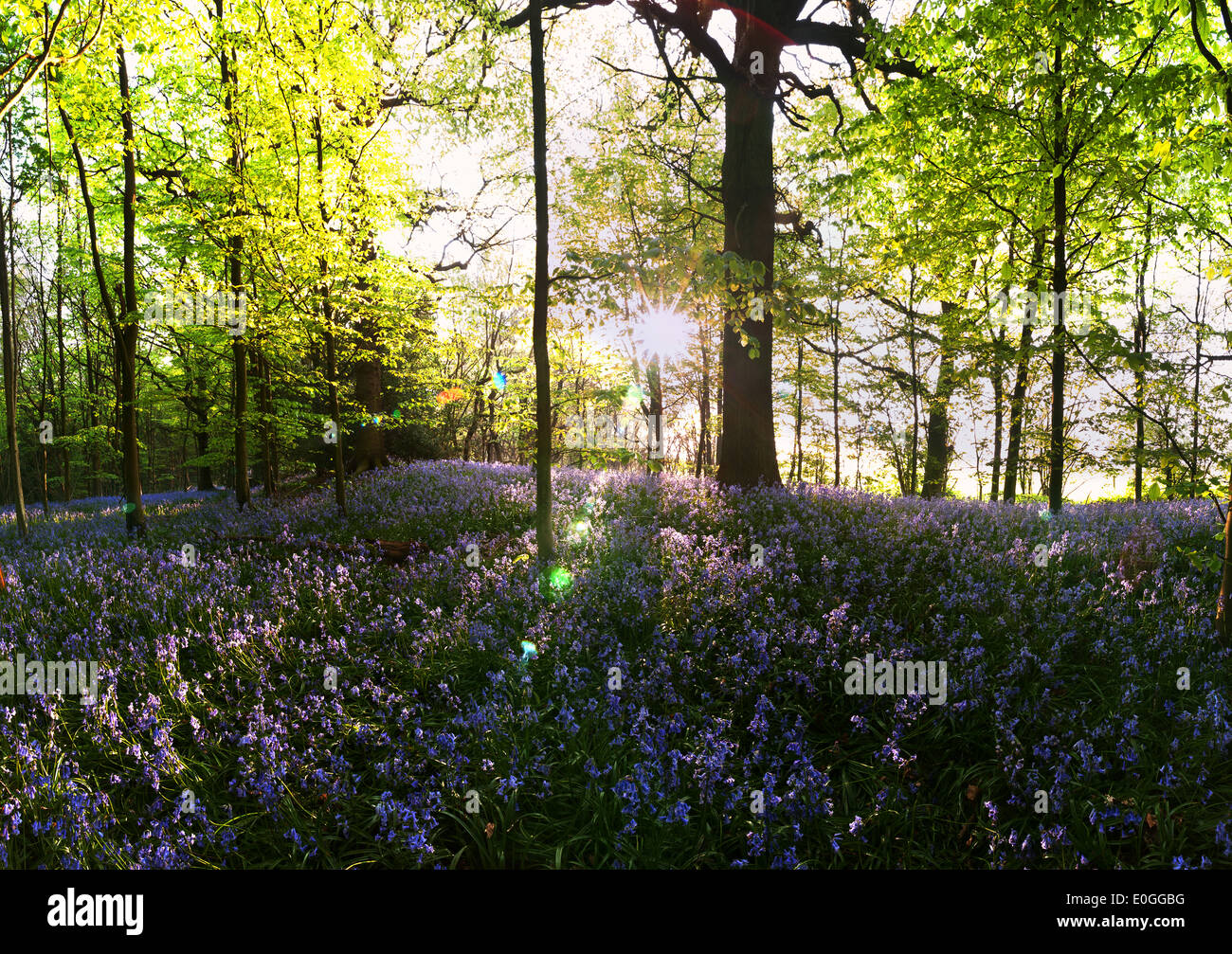 Dawn and spring sunshine sparkles life into an ancient chestnut beech woodland with a forest floor of bluebells Stock Photo