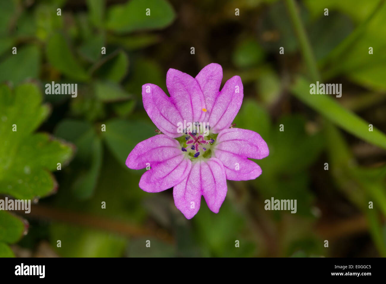 Common storksbill flower hi-res stock photography and images - Alamy