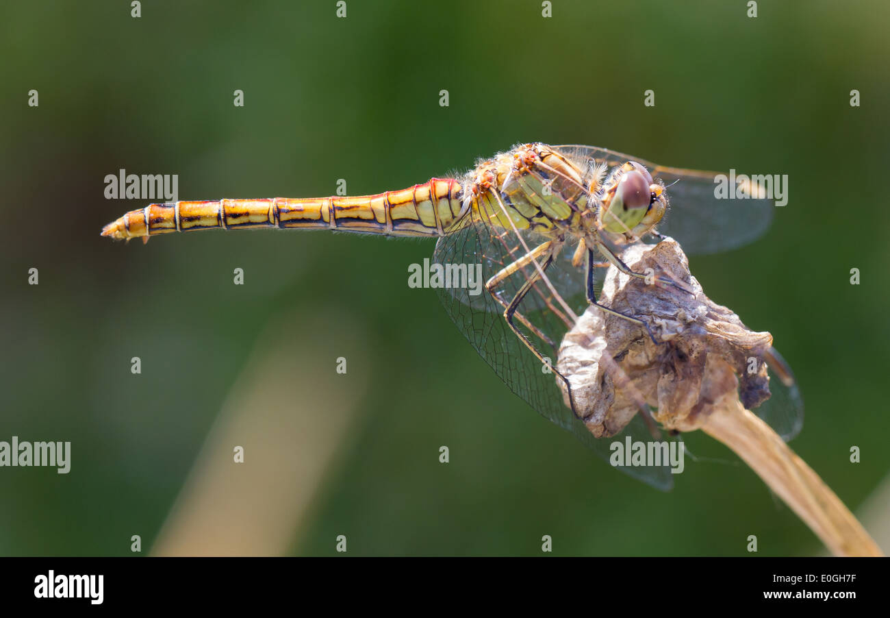 Orange dragonfly resting on grass - Sympetrum vulgatum Stock Photo