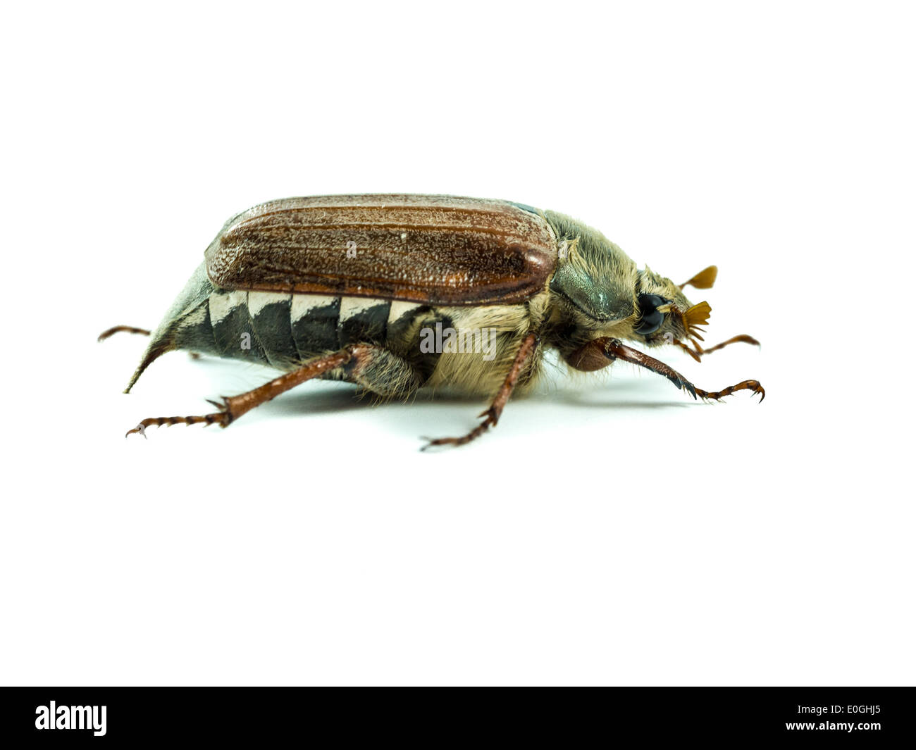 Isolated May beetle Stock Photo