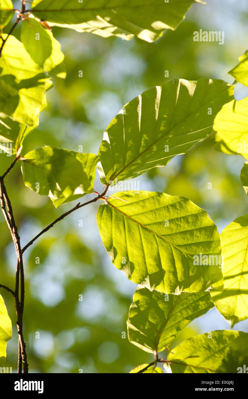 Young beech tree wood in winter hi-res stock photography and images - Alamy