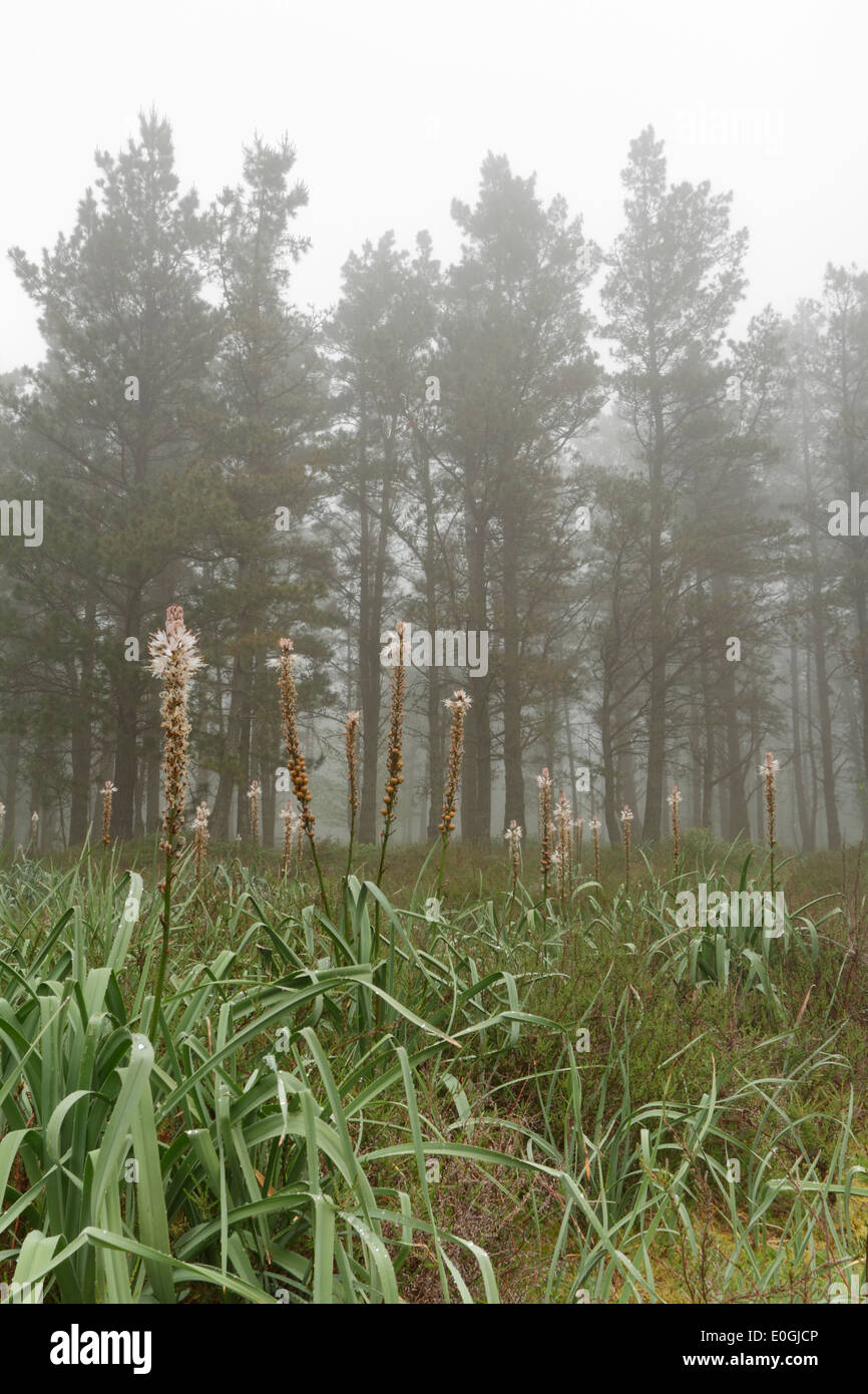 Trees in the fog. Photo taken on the Galician forest (Spain) Stock Photo