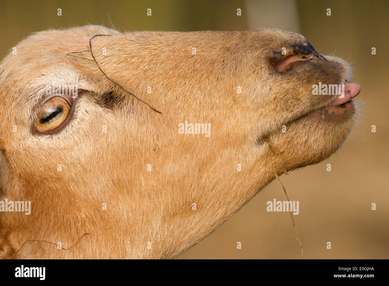 Sheep tongue hi-res stock photography and images - Alamy