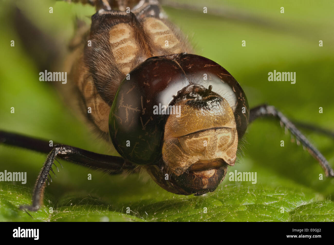Close up of face of Hawker Emperor dragonfly and large 360 degree vision from convex bulbous eyes Stock Photo