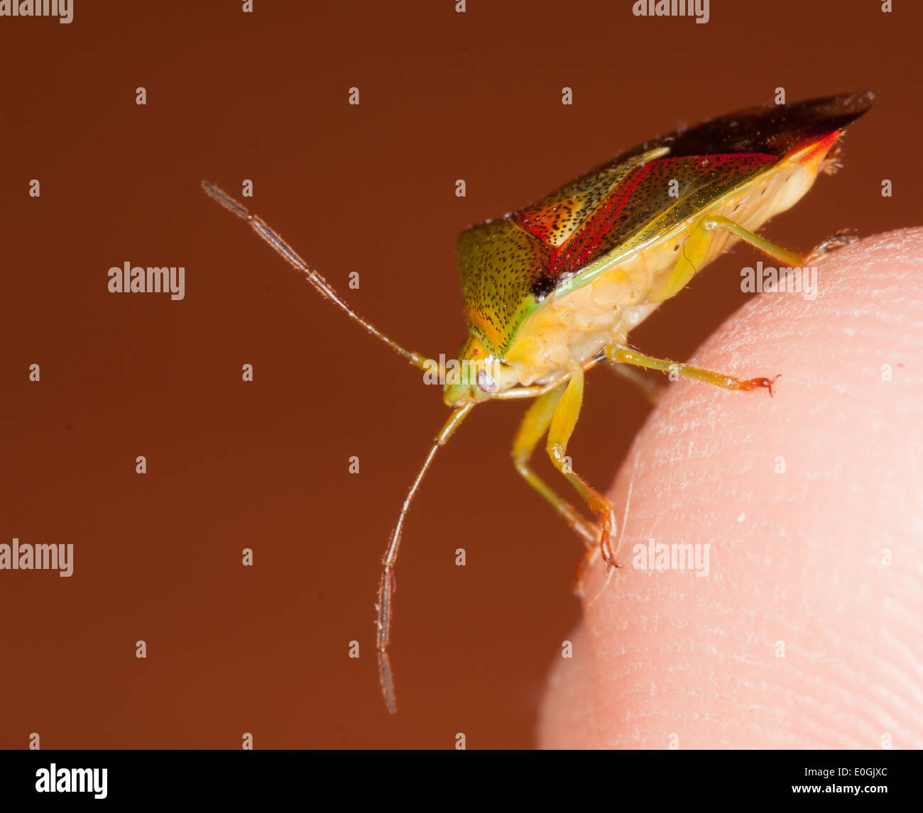 A bug on a finger with a brown background Stock Photo