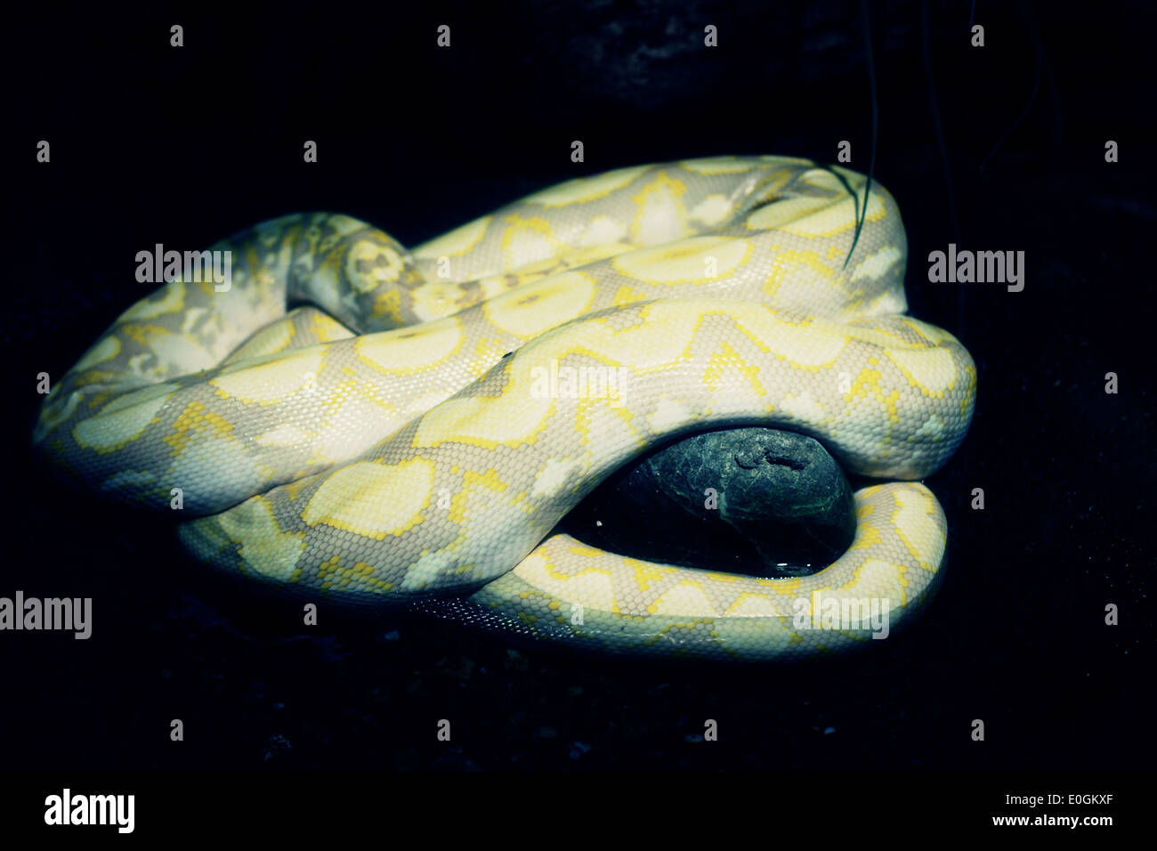 Pythonidae Python Snake in the Dark Stock Photo