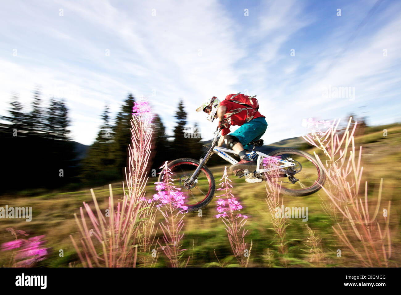 Downhill mountain biker offroading, Morzine, HauteSavoie, France Stock Photo Alamy
