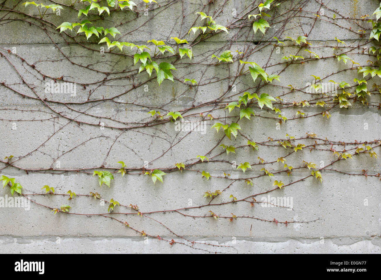 Climbing plant concrete wall hires stock photography and images Alamy