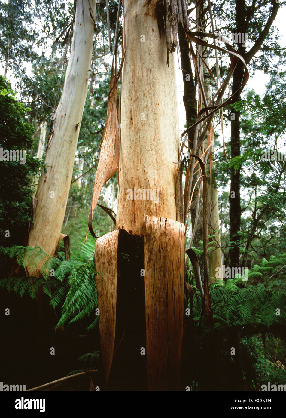 hanging bark of a eucalyptus tree Stock Photo