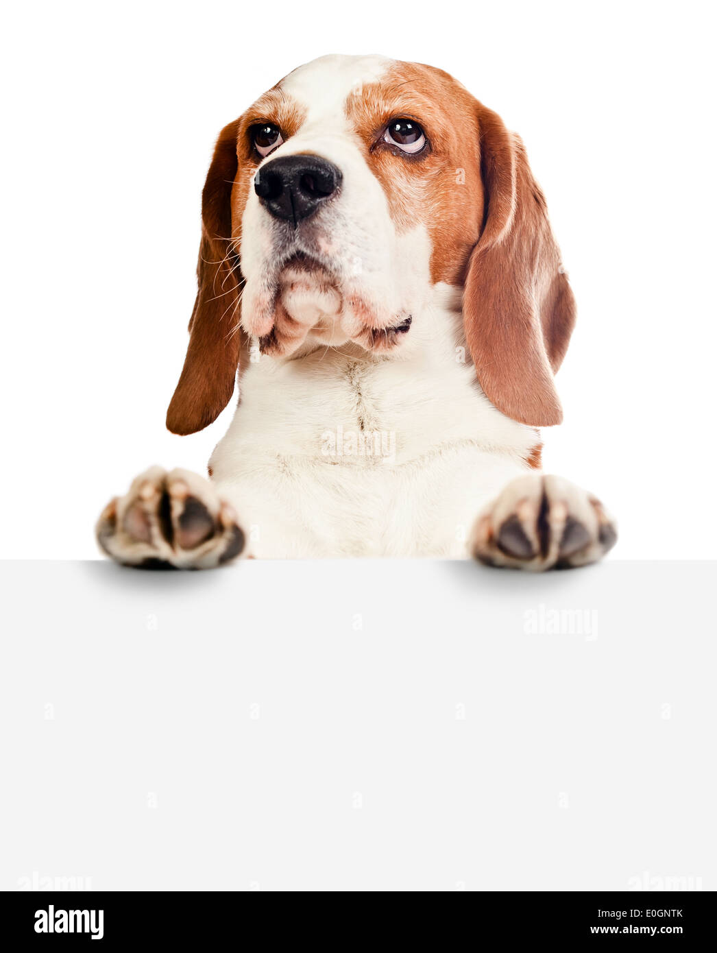 cute beagle isolated on a white background Stock Photo - Alamy