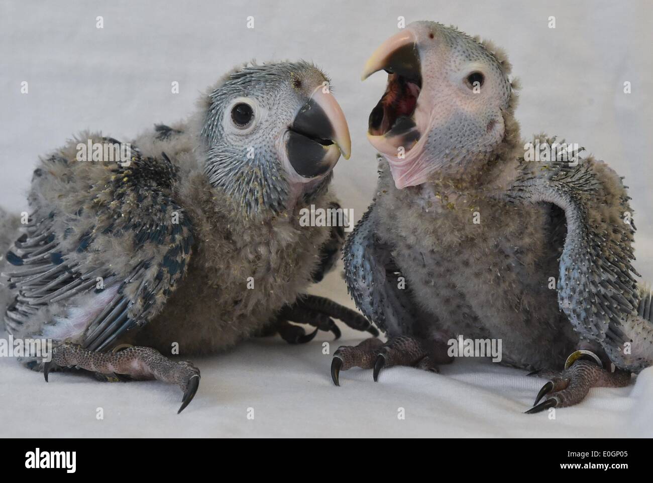 Schoeneiche, Germany. 17th Apr, 2014. The Spix's Macaw chickling Karla (R, 260 grams) and brother Tiago (360 grams) are on display at the Berlin Association for the Conservation of Threatened Parrots (ACTP) in Schoeneiche, Germany, 17 April 2014. Two of the parrots, Spix's Macaw (Cyanopsitta Spixii) which are already extinct in the wild, hatched at the beginning of April. The Spix's Macaw plays the main role in new animated movie 'Rio 2.' Photo: PATRICK PLEUL/dpa/Alamy Live News Stock Photo
