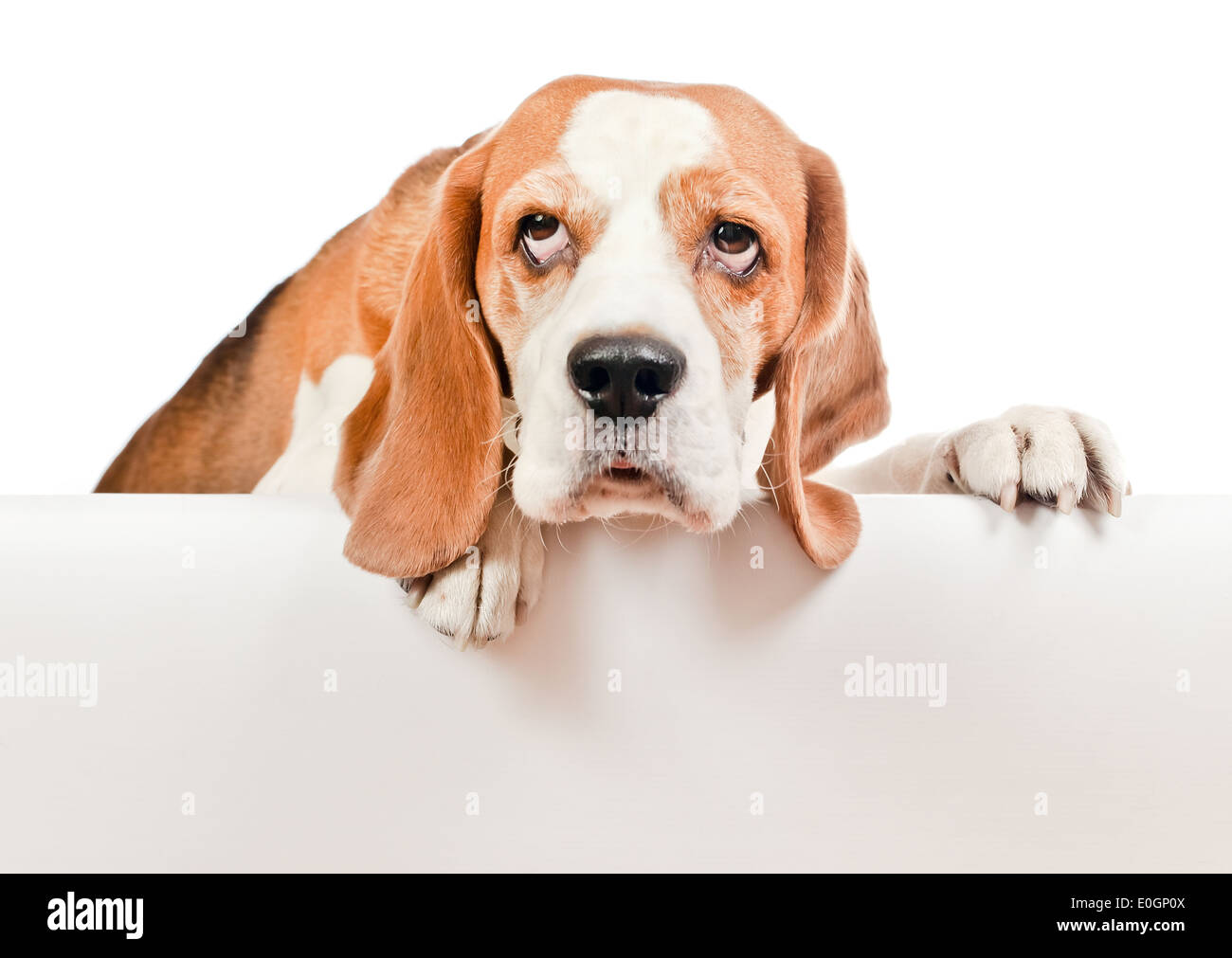 cute beagle isolated on a white background Stock Photo - Alamy