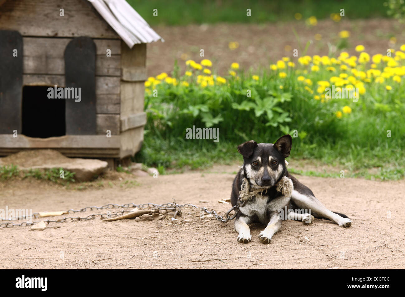 Dog sitting beside kennel in very poor rural environment Stock Photo