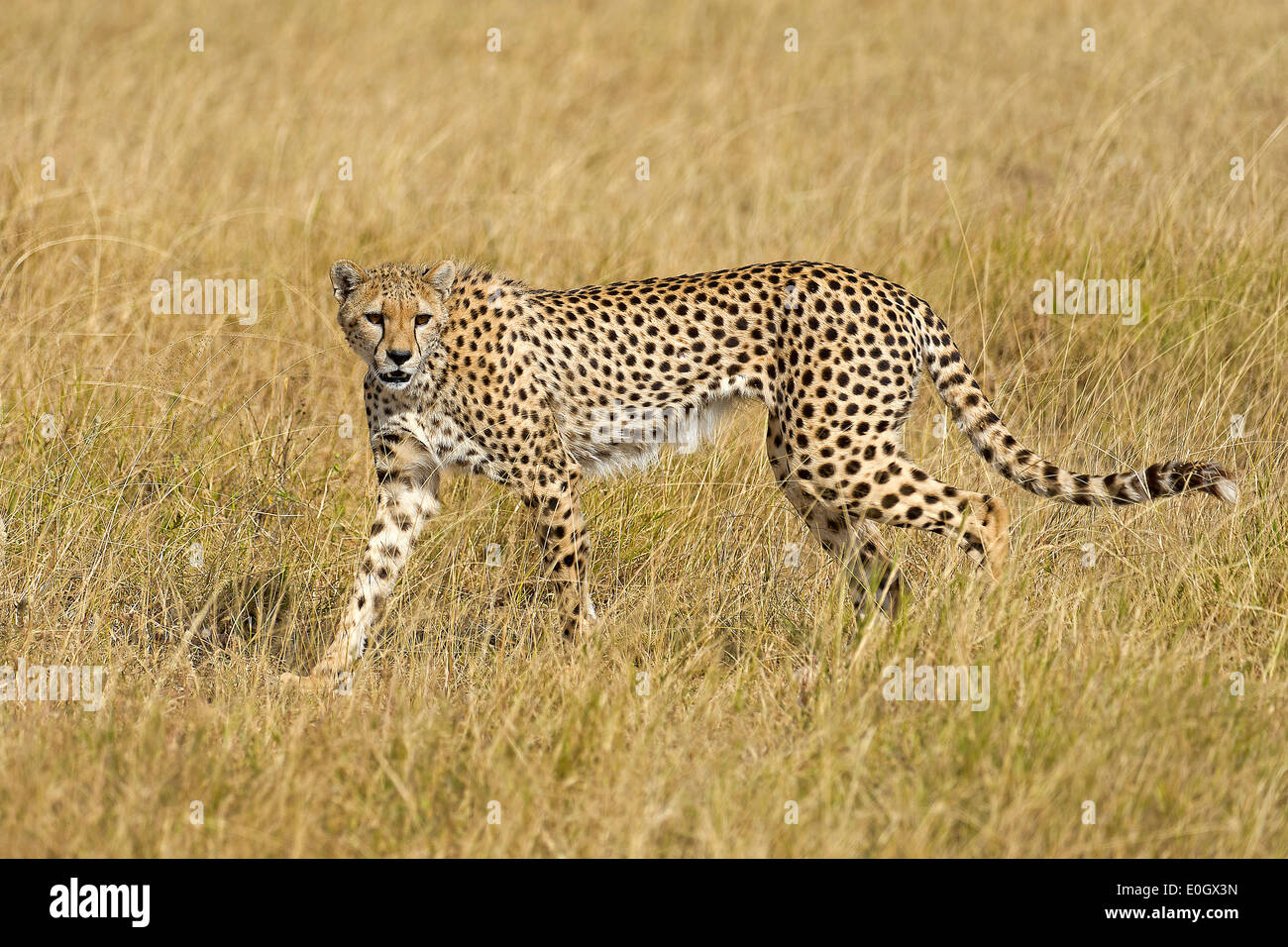 Mammals of kenya hi-res stock photography and images - Alamy